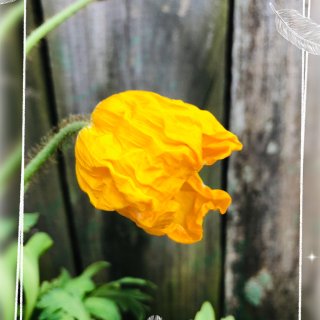 Bloomsz Prince of Orange Oriental Poppy (Pack of 3) 09316