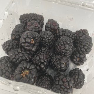 猴父子最近的黑莓太好吃了❗️...