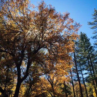 大熊湖赏秋色，享受阳光和落叶碰撞的声音...