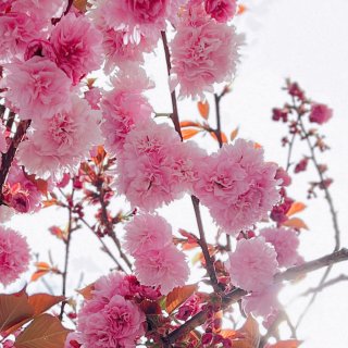 戶外： 櫻花