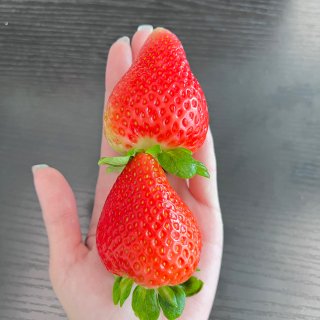开年大草莓
