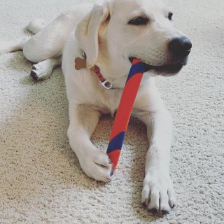 论咬合力哪家强🐶🐶...