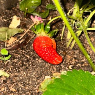收获草莓