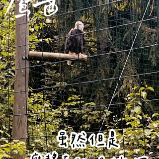 【探游记】哥村动物园一日游...