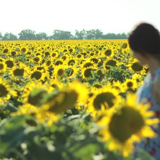 Woodland sunflower field