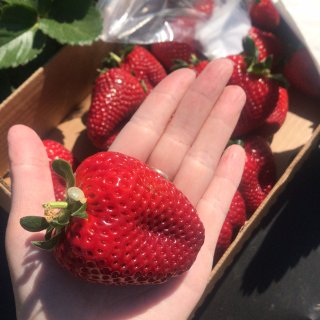 终于到了摘草莓的日子了🍓 今年的草莓又大...