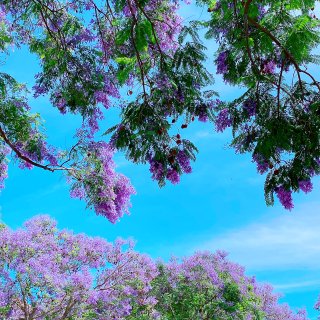 💜紫色的蓝花楹💜...