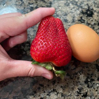 带宝宝去摘草莓🍓这么多草莓怎么办...