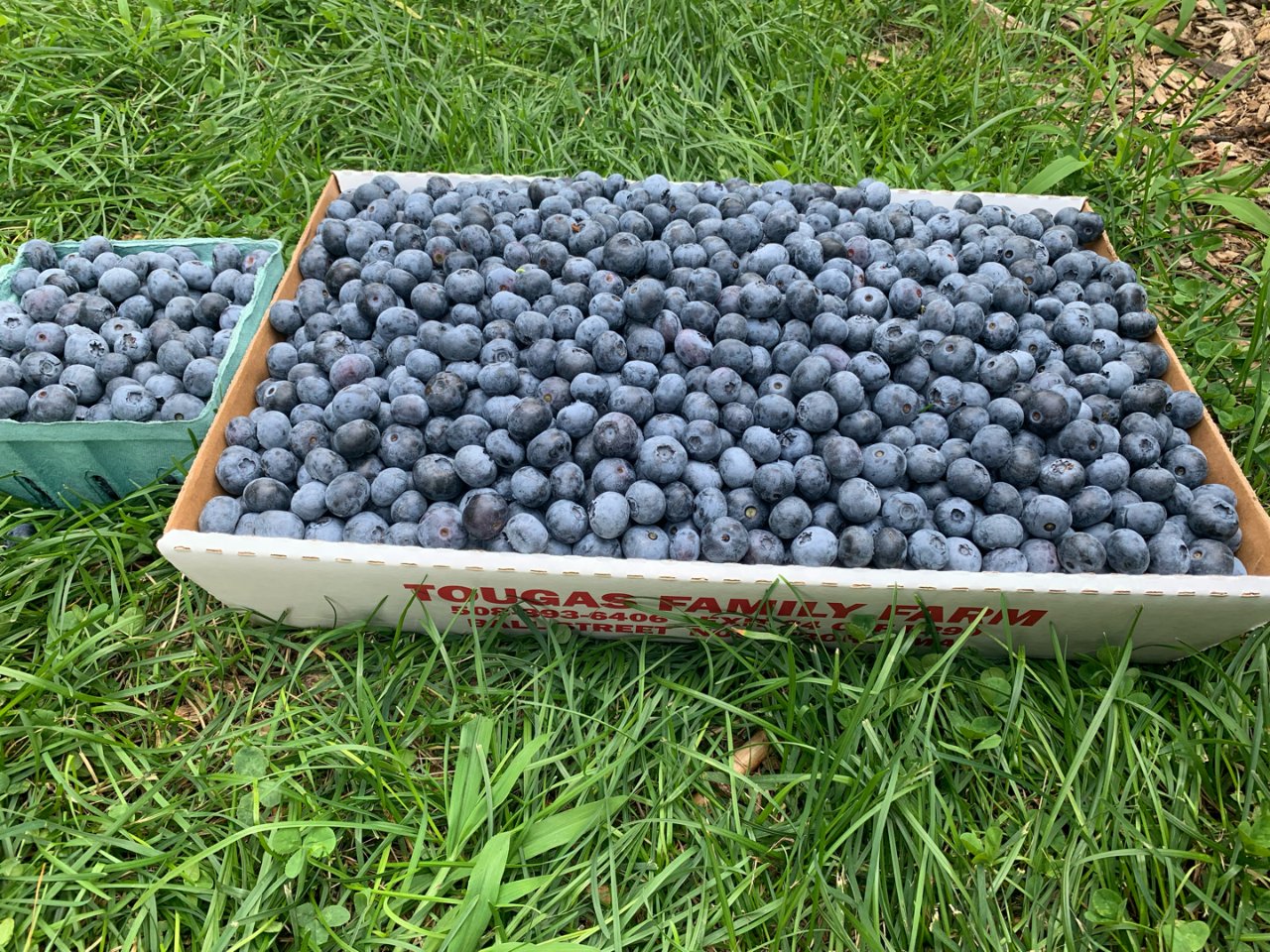 Blueberry picking 🫐...