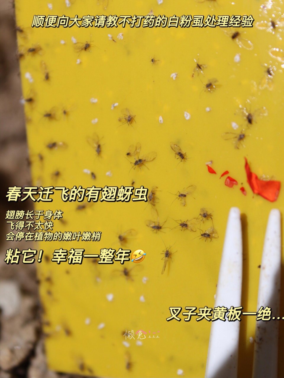 蚜虫长翅膀的季节到了】😡&全年斗争经验| 社区校园生活精选