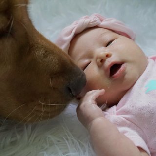 狗狗也是需要适应新生儿宝宝的...