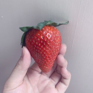 Aldi草莓