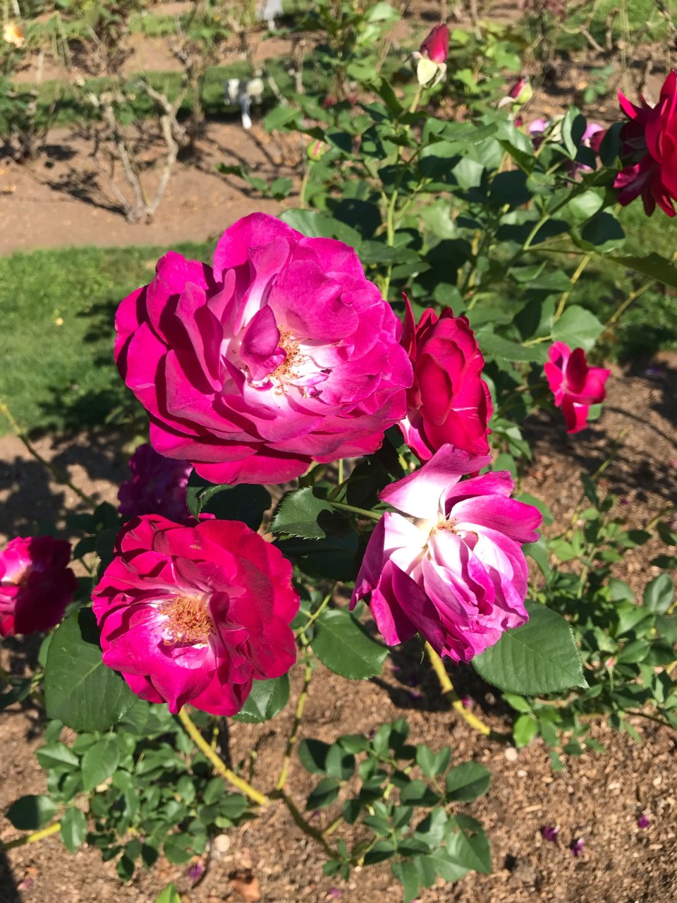 Woodland Park Rose Garden