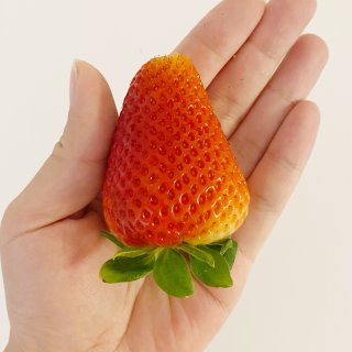 HEB助力您的草莓自由...