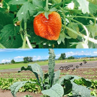 西雅图｜6种草莓🍓的农场还能摘蔬菜🥬Ba...