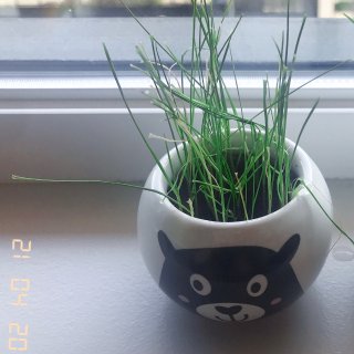 窗台上的草在種一次...