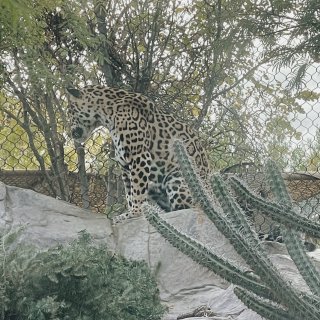 最療癒的動物園 Palm Springs...