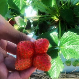 去年今日_～在农场摘草莓🍓...