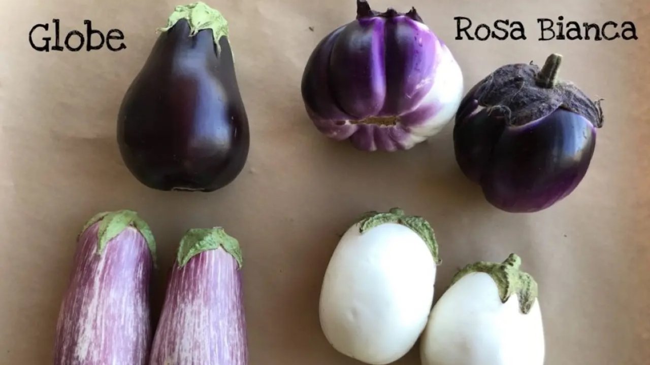 茄子大全 | 海外eggplant品种选购早知道 