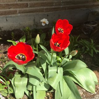 四月种植的花儿盛开了...