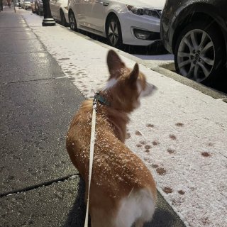波士顿下雪啦❄️加州狗开心到模糊🤣...