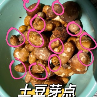 红薯🍠叶子&土豆🥔一箩筐｜大丰收...