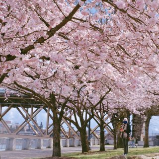 🌸樱花也太美了吧！| 西雅图&波特兰🌸...