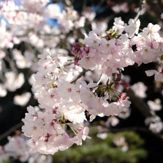 春天来了，Hakone的樱花🌸开好啦！...