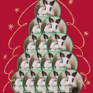 宠物圣诞树🎄