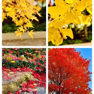 达拉斯终于【入秋】了~现在叶子颜色超漂亮...