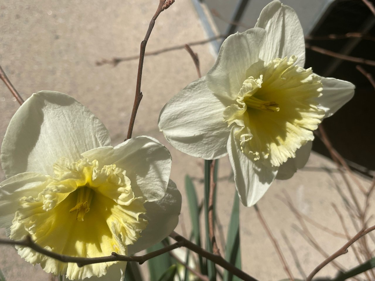 人间四月天｜午后遇见水仙花Daffodi...