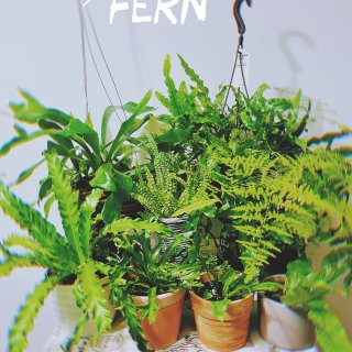 不招虫绿植系列1⃣️蕨Fern...