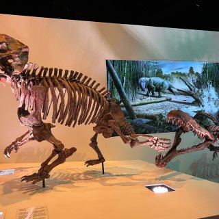 夏日打卡休士頓恐龍博物館...