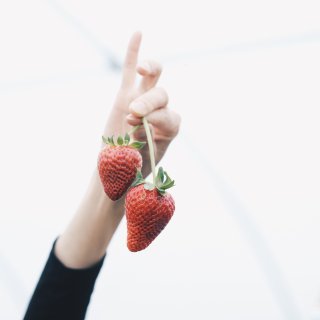 达拉斯的草莓季🍓 ...