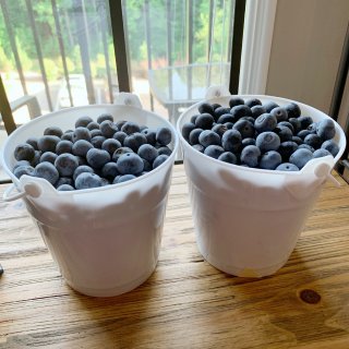 新鲜蓝莓🥰