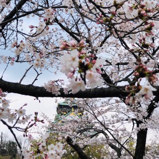 樱花季,大阪城,日本大阪之旅