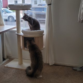 【4月份开箱】Pawhut的小型猫爬架...