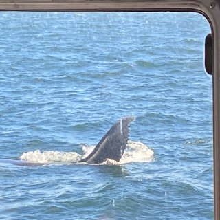 波士顿观鲸 出海看鲸鱼...