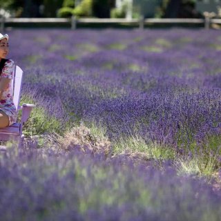 【梦幻的紫色海洋】lavender fa...