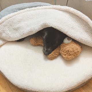 新狗床～每天帮你tuck in😘...