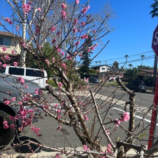街上的粉色桃🍑花盛开...