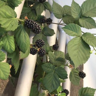 阳台果园/黑莓/巨峰葡萄/草莓/盆栽的果...