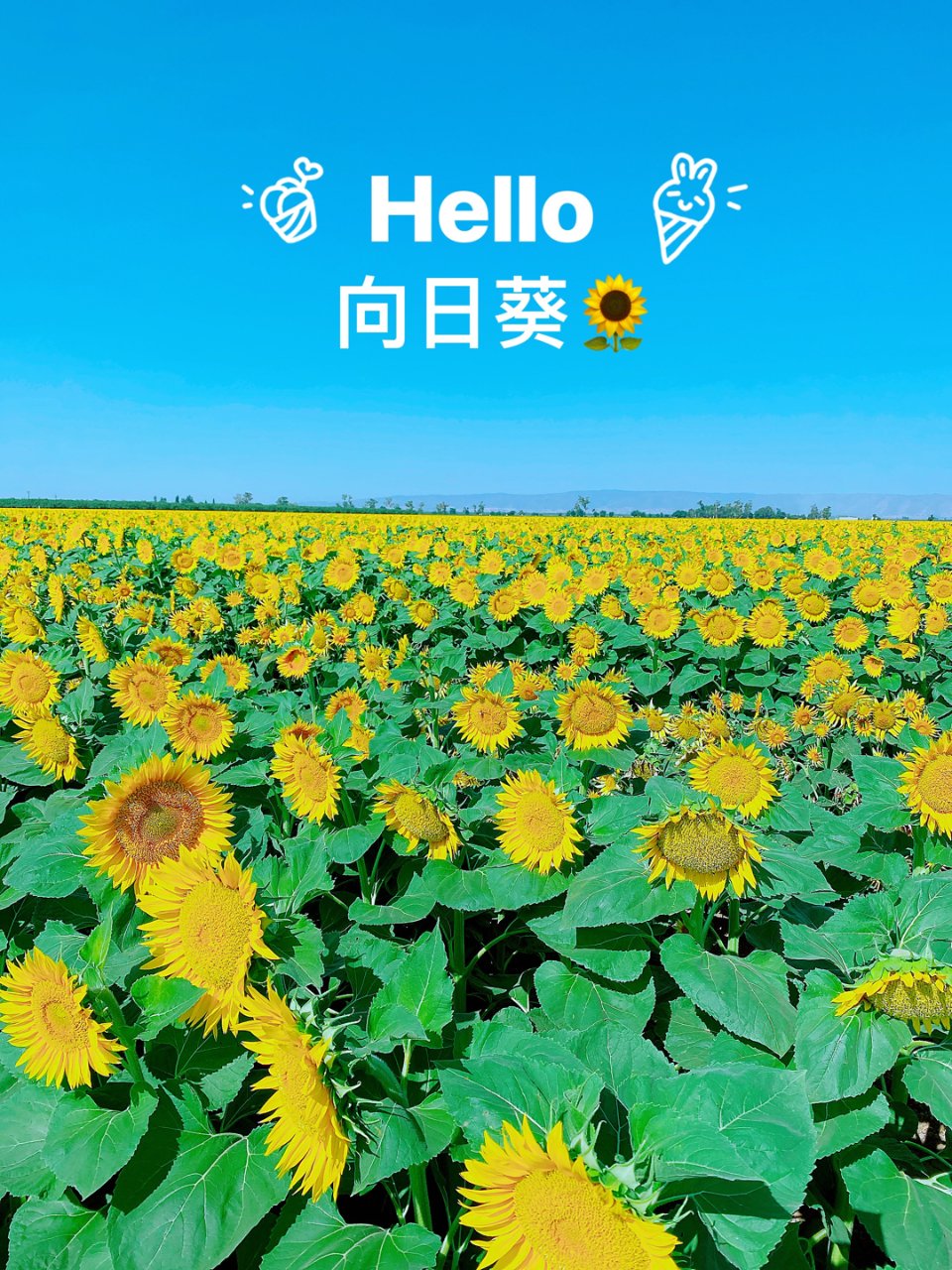 向日葵 高雄] 檸檬向日葵– 深綠花卉