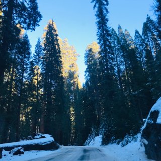 冬季Sequoia - 杉树与雪的世界❄...