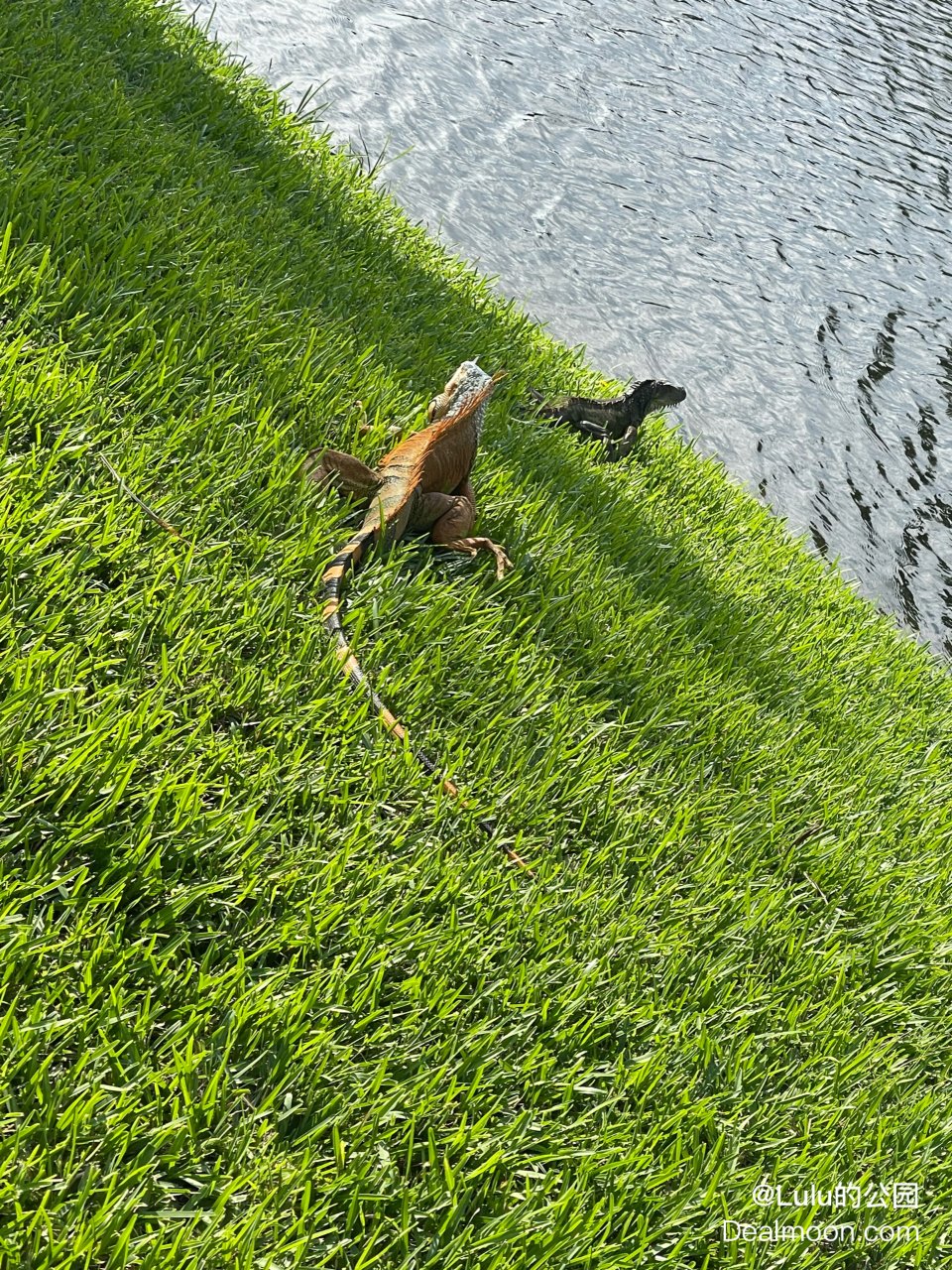 美洲热带大蜥蜴🦎在我家后院晒太阳☀️...