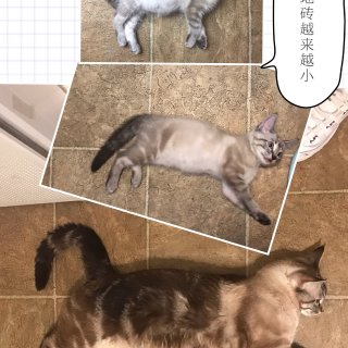 PetFinder-猫茸茸领养流水账 #...