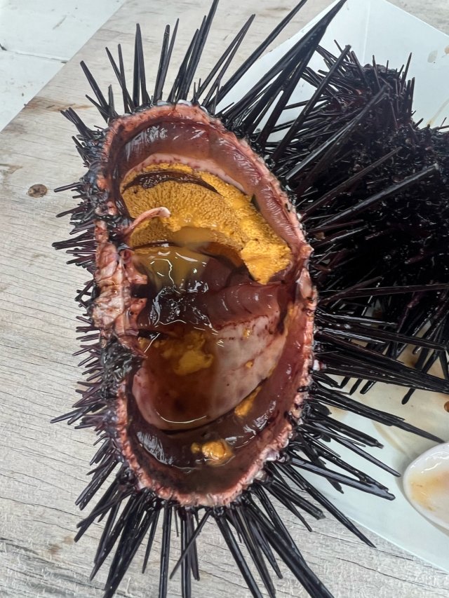 省钱12-渔人码头现买现吃sea urchin