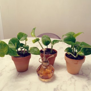 新手植物-绿萝