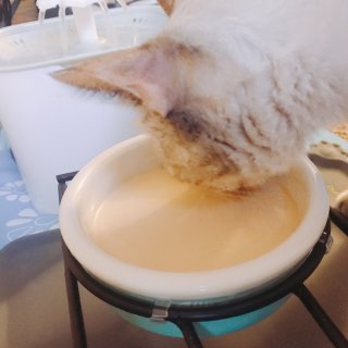 猫咪奶