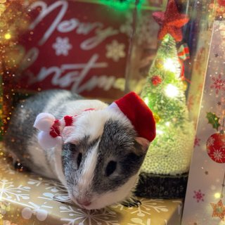 圣诞🎄小猪猪